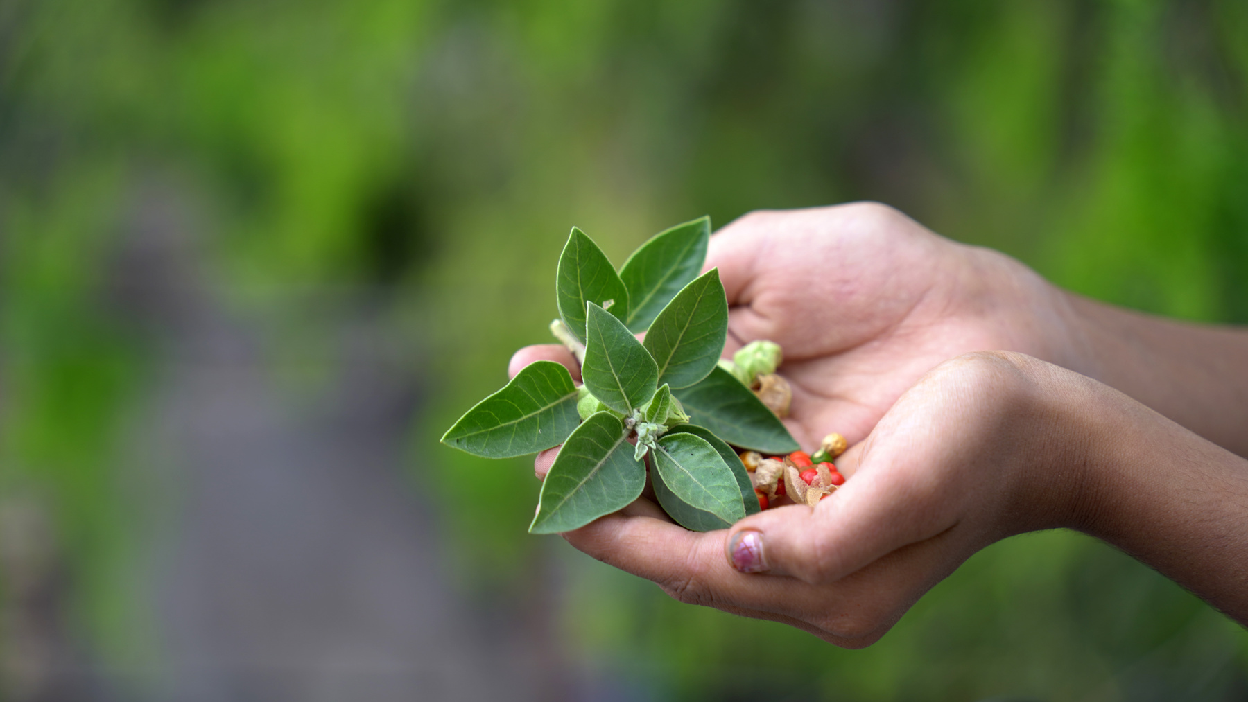 Ashwagandha OR Indian Ginseng is an Ayurveda medicine in stem and powder form