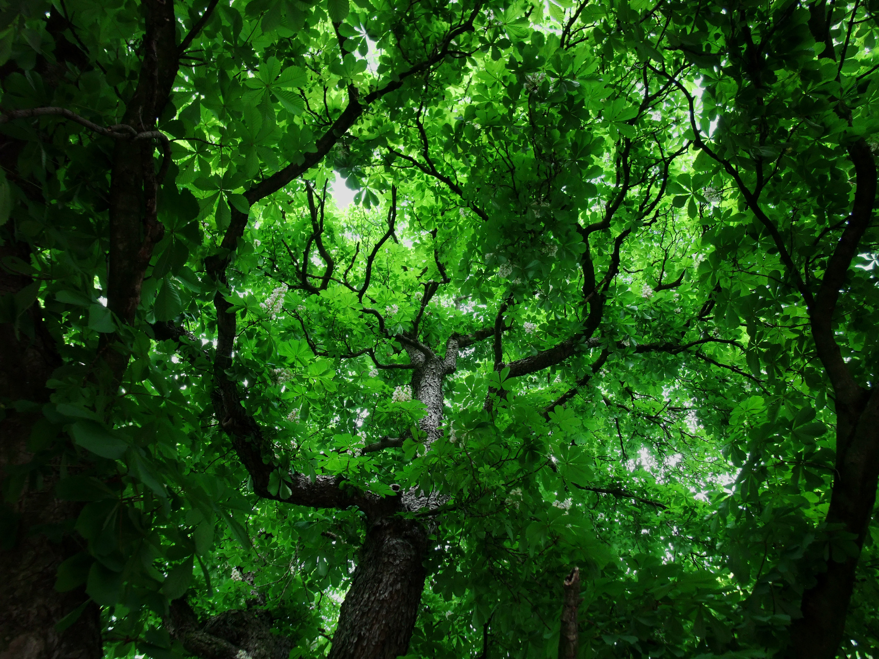 Deep Green Forest